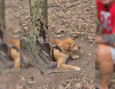 Cane legato ad un albero