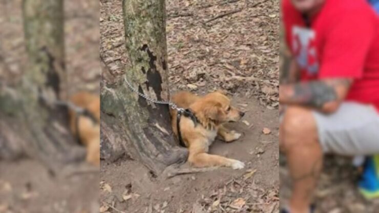 Cane legato ad un albero