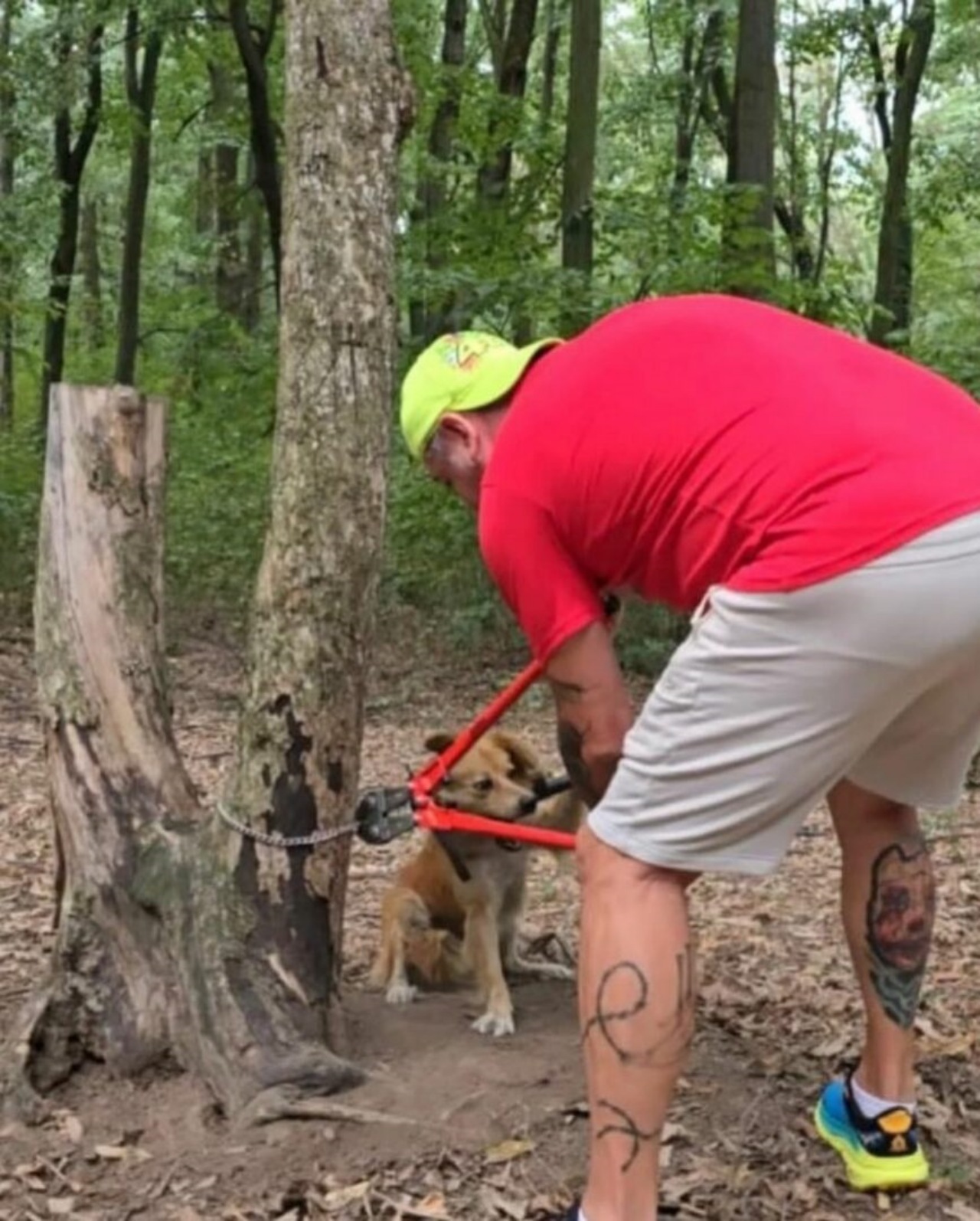 Cane legato ad un albero