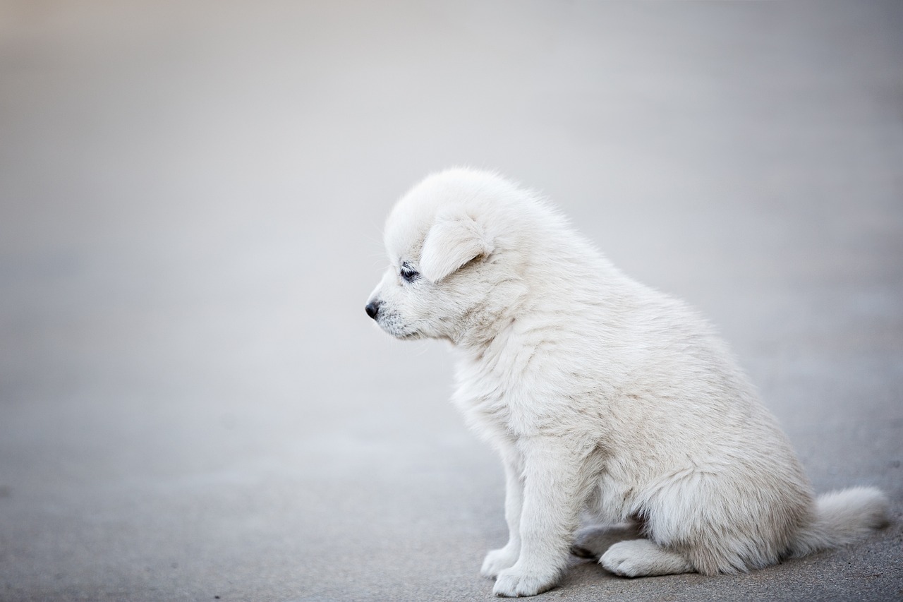 Cane soffre di ansia da separazione