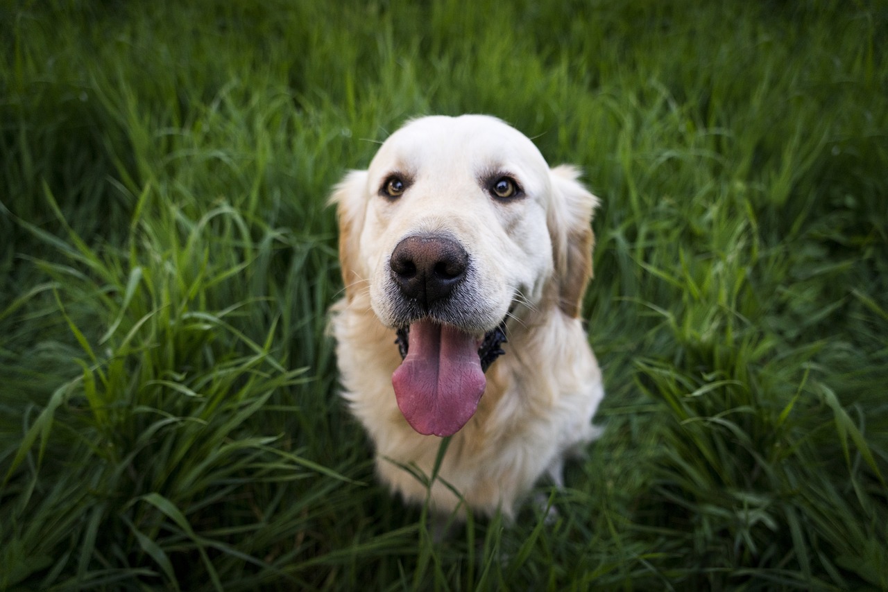 Cane mangia l'erba