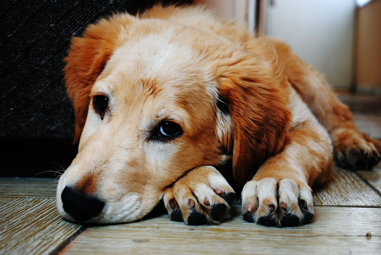 Cane soffre di ansia da separazione