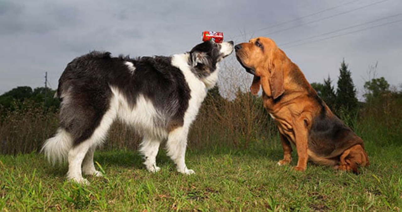 Cane con le orecchie lunghe