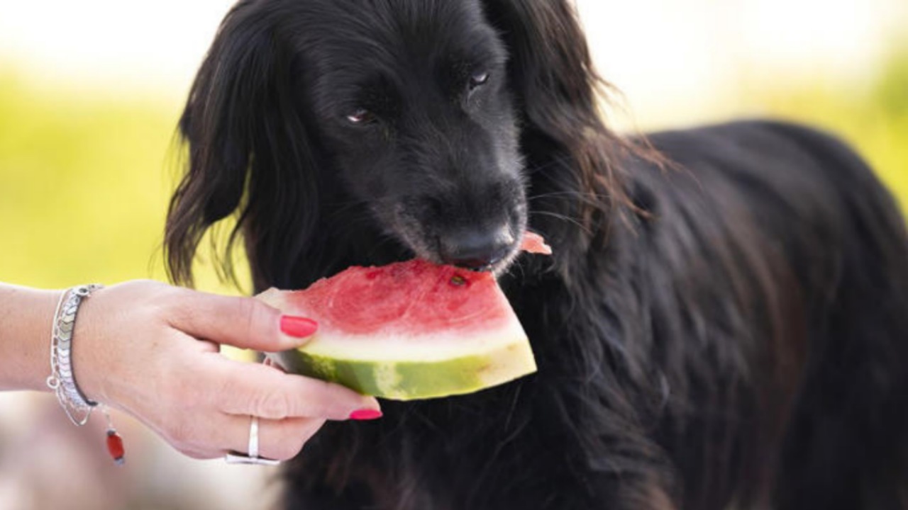 Cani: possono mangiare la frutta?