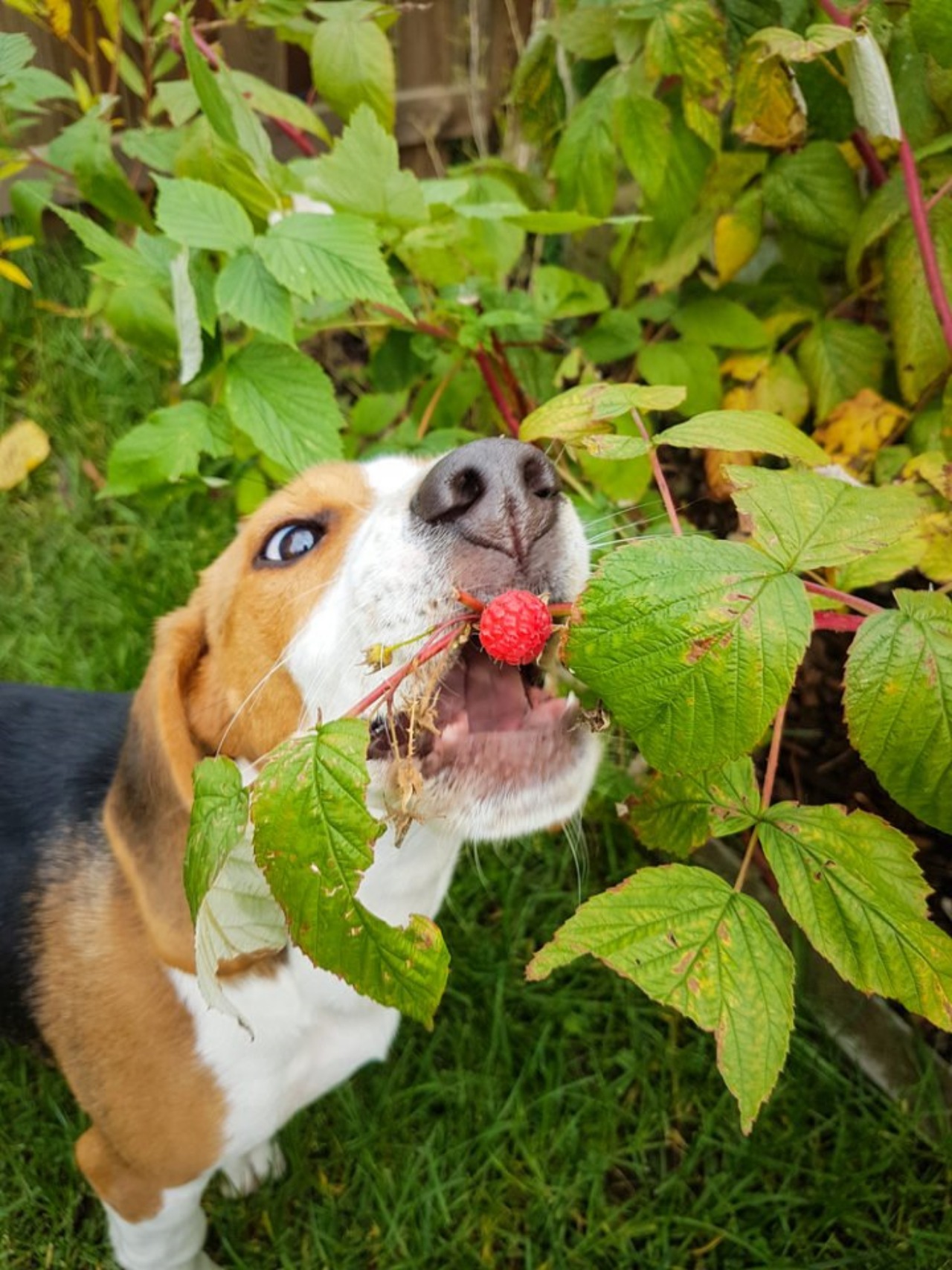 Cani: possono mangiare la frutta?