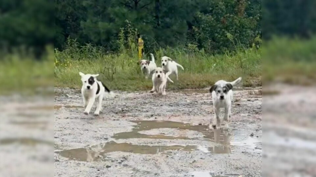 Cinque cuccioli in cerca di casa