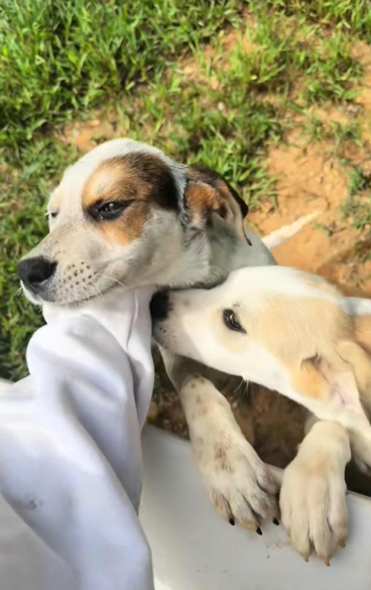 Cinque cuccioli in cerca di casa