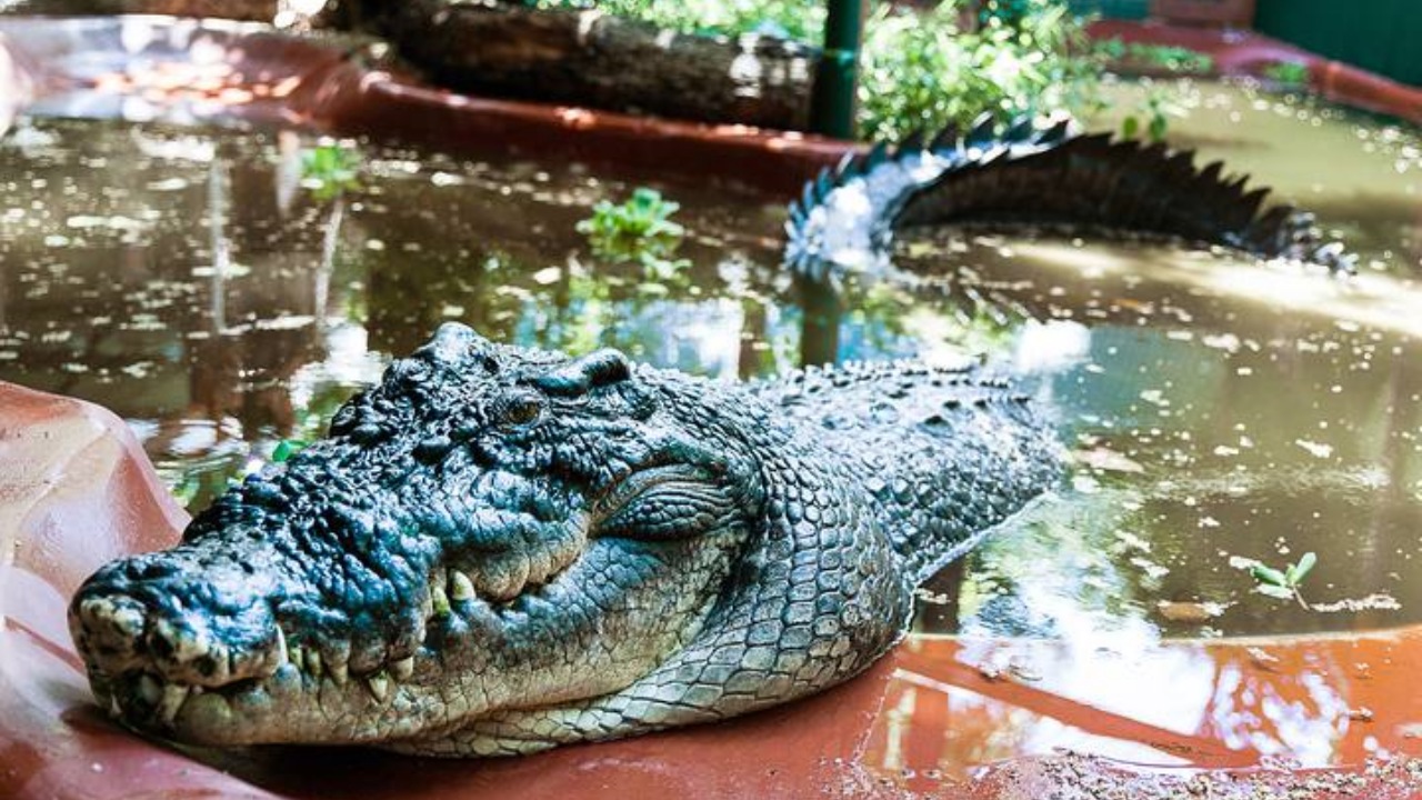 Coccodrillo più grande del mondo