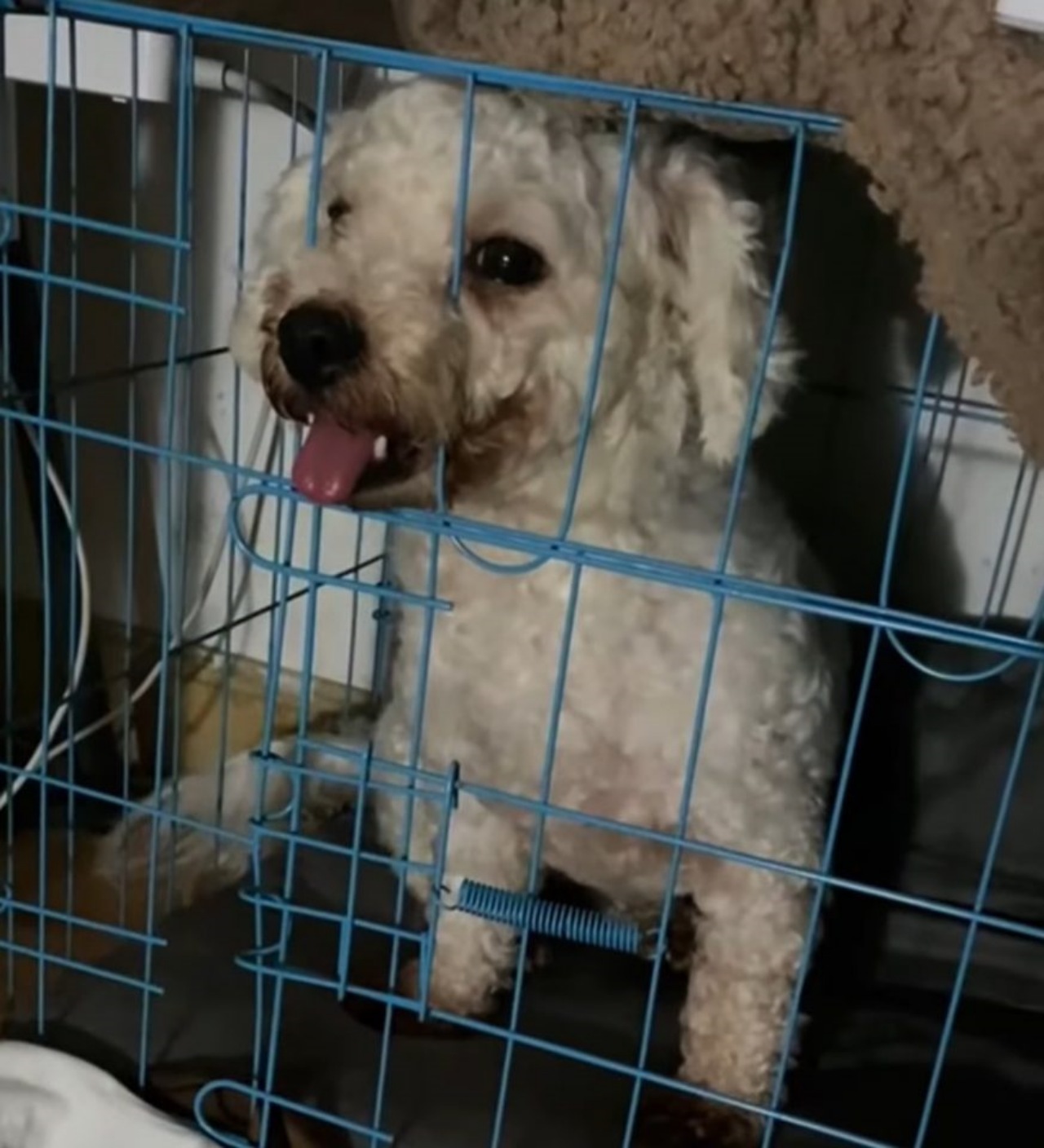 Cucciolo abbandonato per strada dal suo padrone