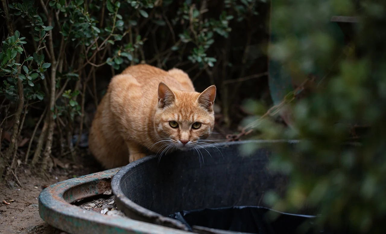 Disintossicare il tuo gatto in modo naturale