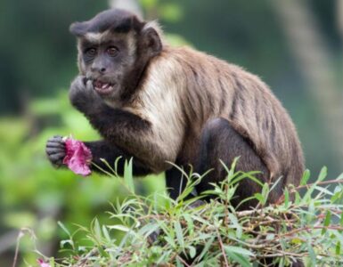 Frutta fermentata: agli animali piace?