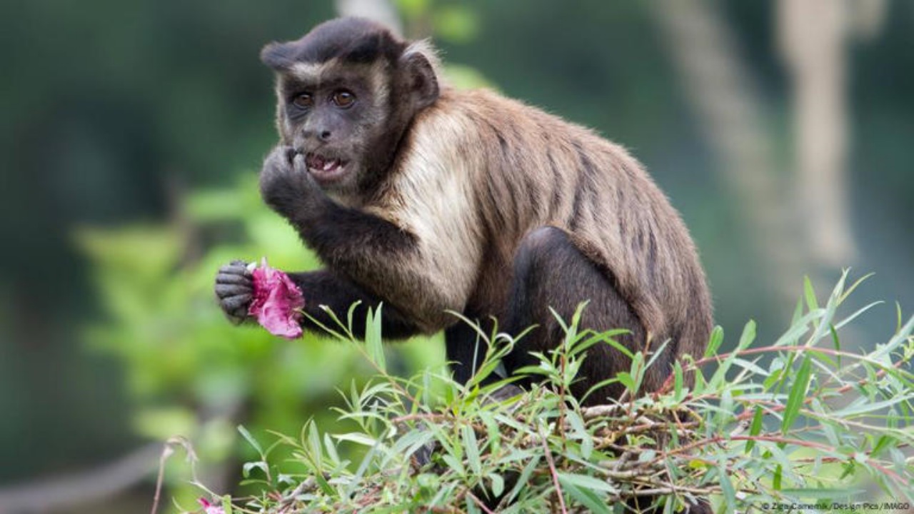 Frutta fermentata: agli animali piace?