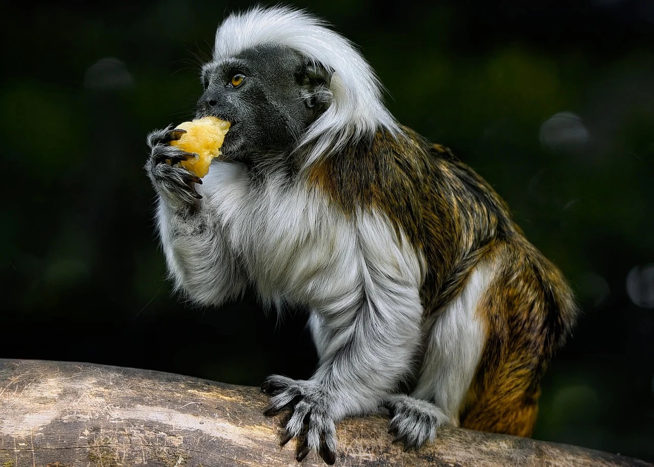 Frutta fermentata: agli animali piace?