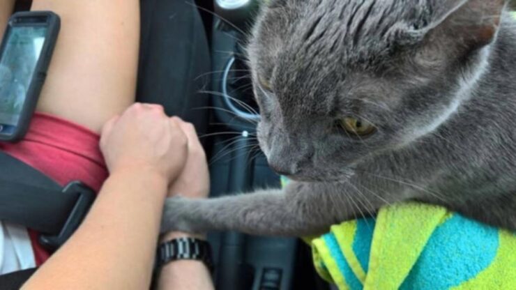 Gattino non lascia la mano del suo padrone