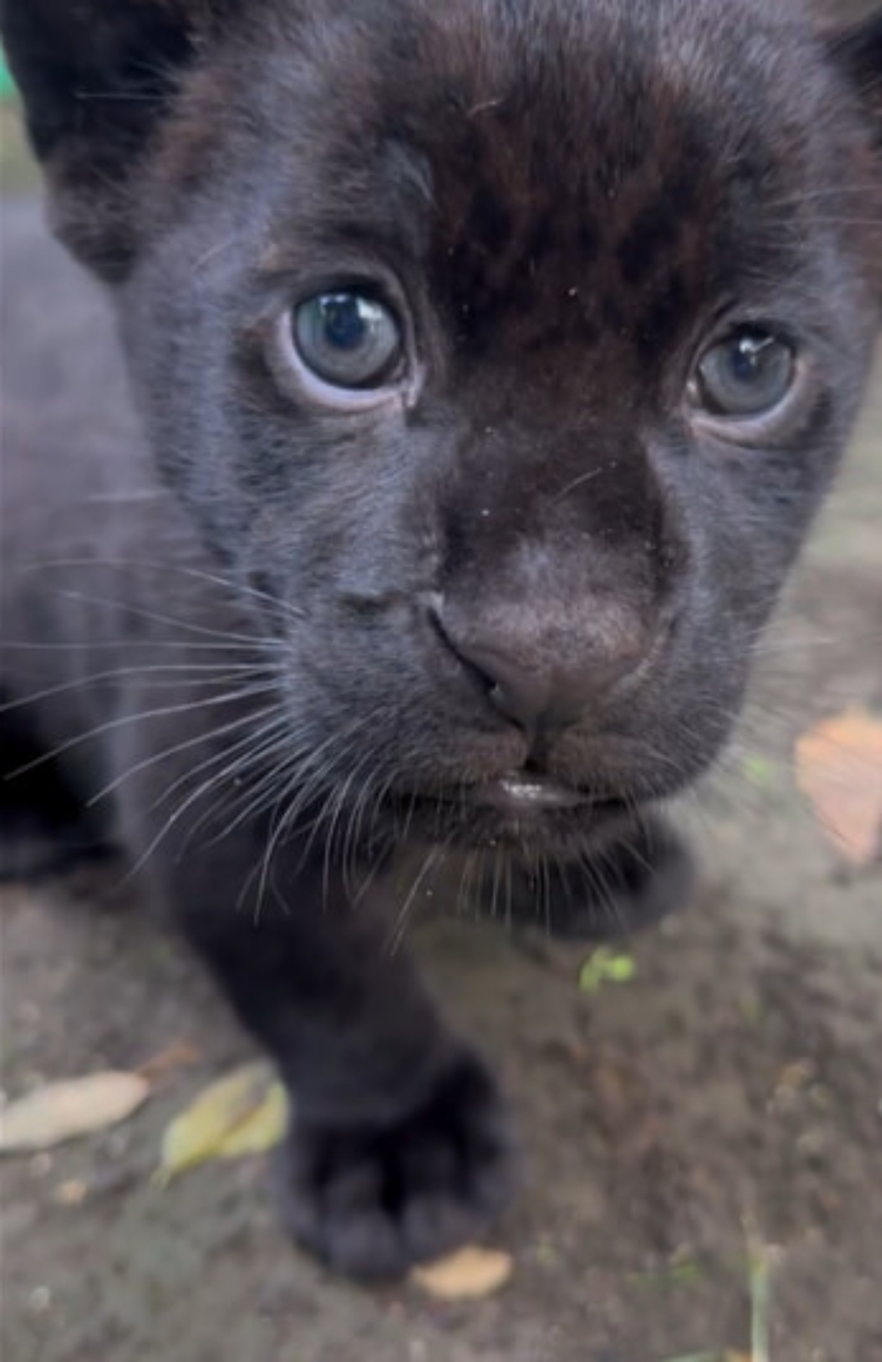 Giaguaro nato allo zoo di Napoli