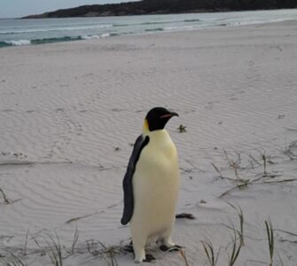 Pinguino imperatore trovato in Australia