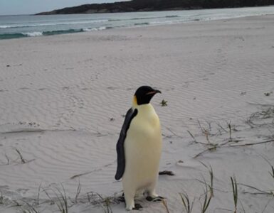 Pinguino imperatore trovato in Australia