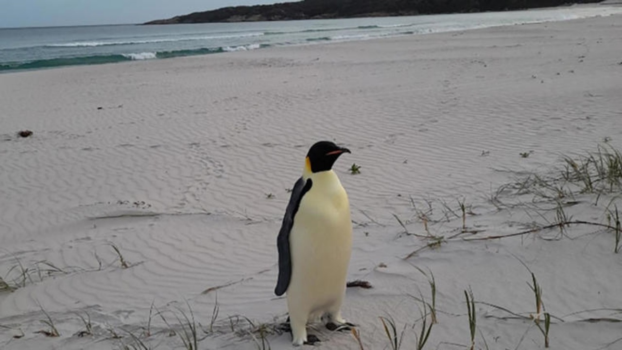 Pinguino imperatore trovato in Australia