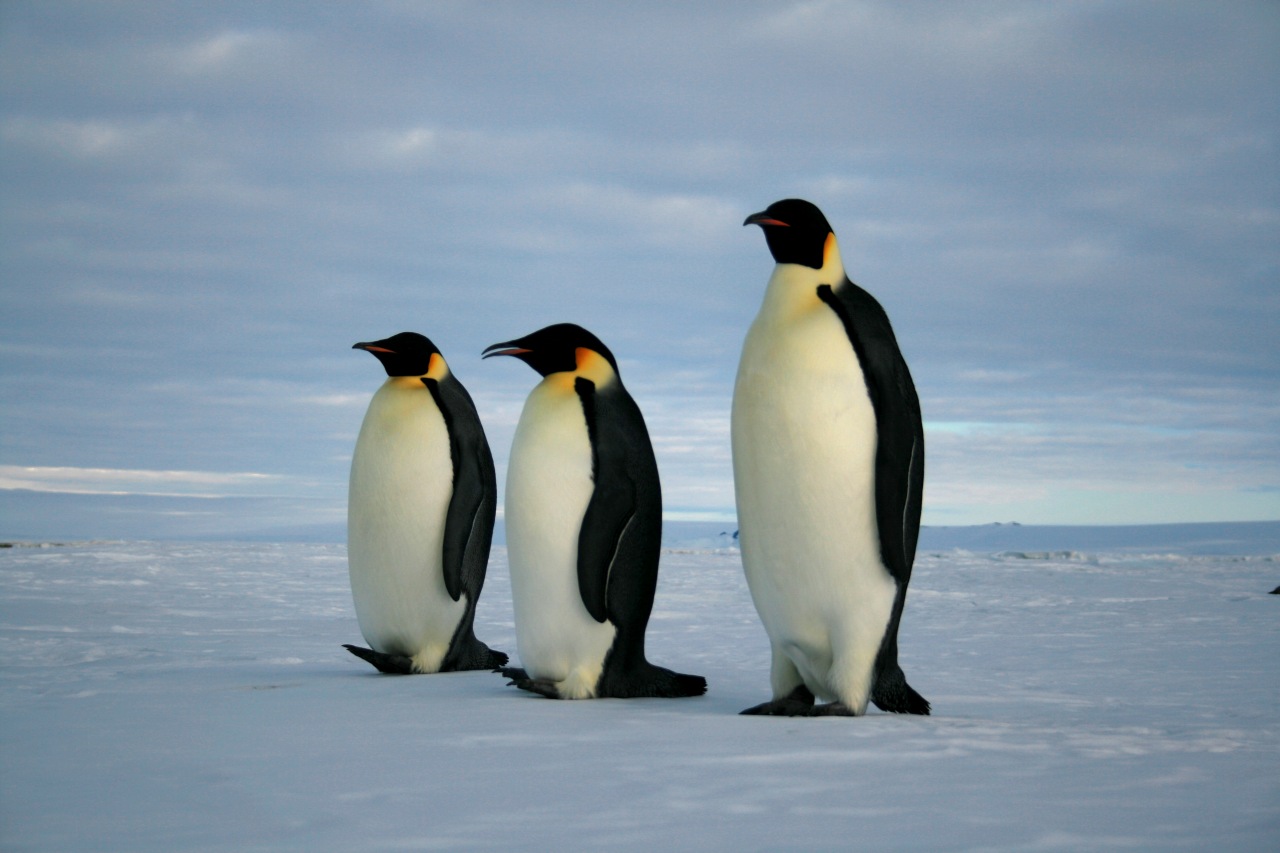 Pinguino imperatore trovato in Australia