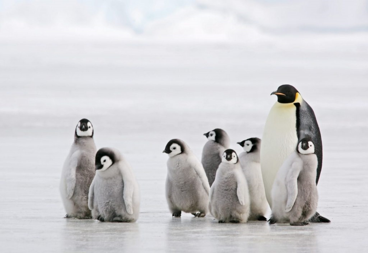 Pinguino imperatore trovato in Australia